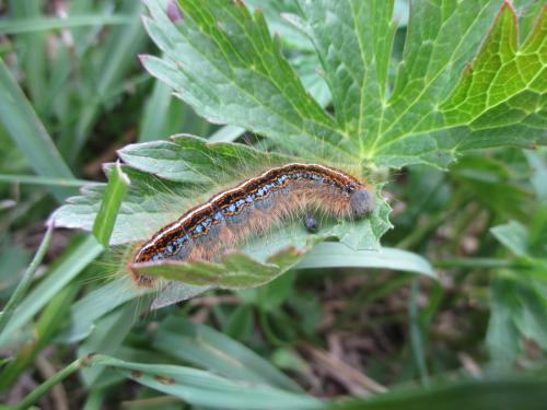 Malacosoma alpicola